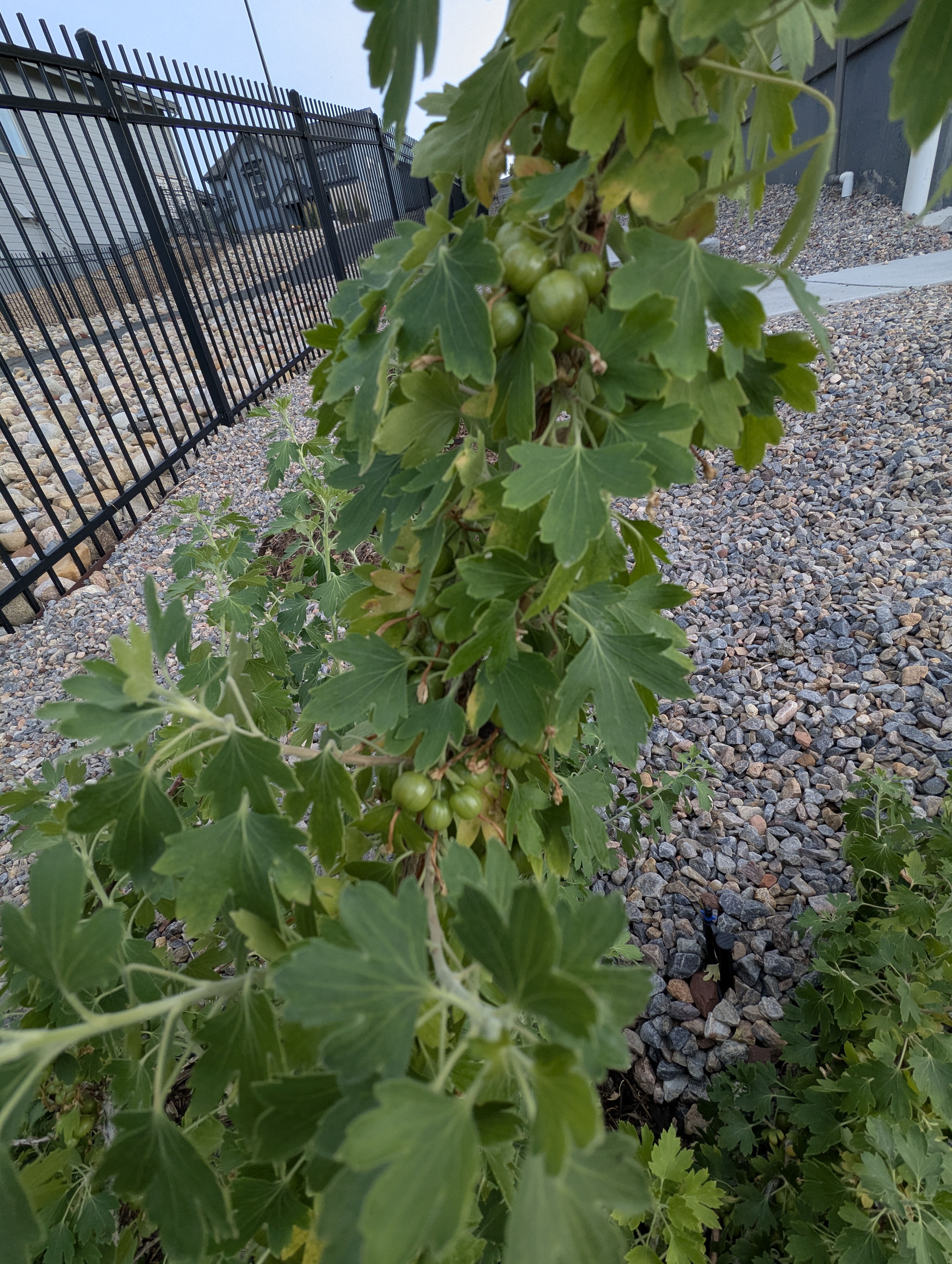 Garden, Morrison, Colorado